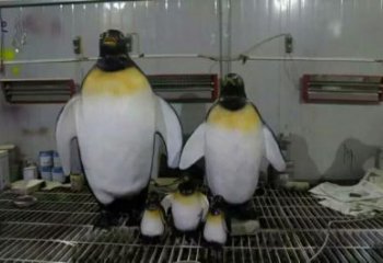 幼兒園企鵝雕塑廠家 卡通噴漆小品 室內(nèi)異形企鵝雕塑