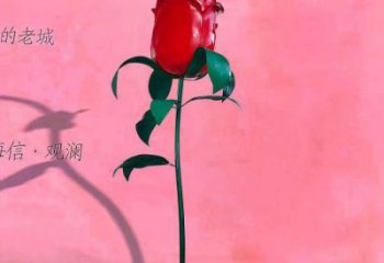 月季雕塑生產商，城市雕塑，月季花朵雕塑景觀常用