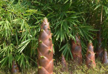 竹筍雕塑生產商，小區雕塑，不銹鋼竹筍雕塑廠家展品