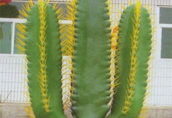 欽州庭院仙人掌雕塑